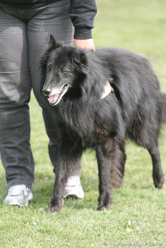 Flyball-NARCASTET-13-03-2010-00270