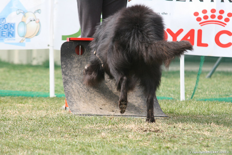 Flyball-NARCASTET-13-03-2010-00273