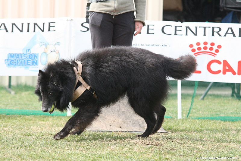 Flyball-NARCASTET-13-03-2010-00274
