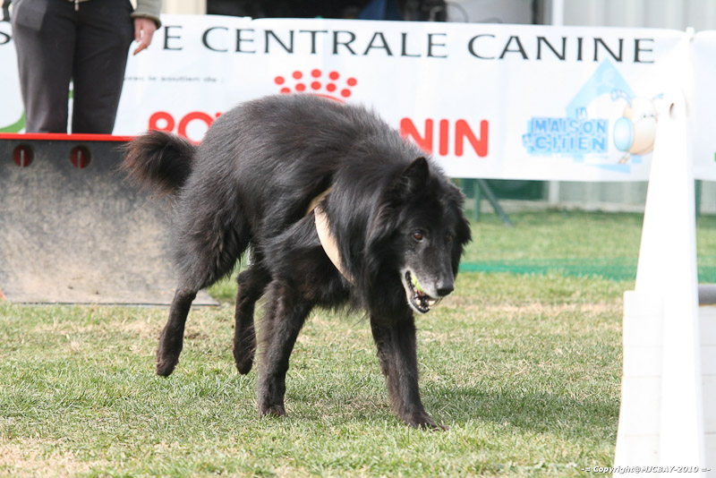Flyball-NARCASTET-13-03-2010-00275