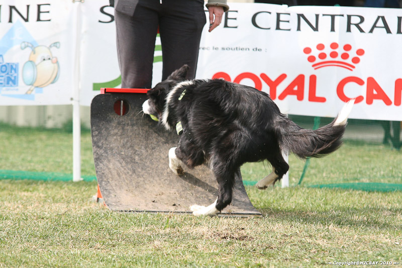 Flyball-NARCASTET-13-03-2010-00277