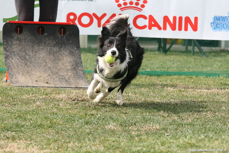 Flyball-NARCASTET-13-03-2010-00278