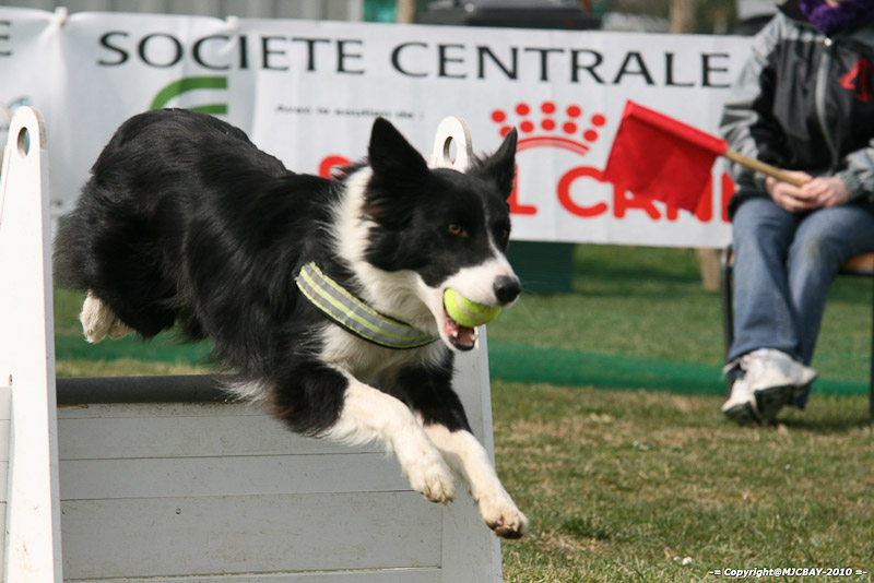 Flyball-NARCASTET-13-03-2010-00279