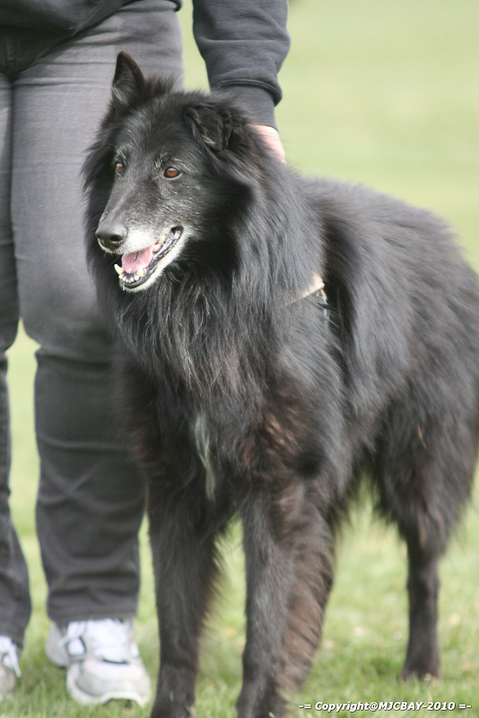 Flyball-NARCASTET-13-03-2010-00283