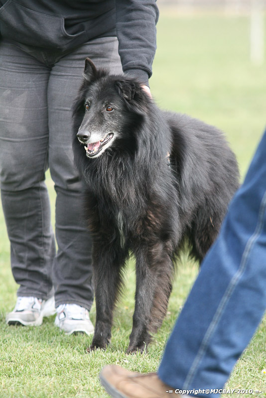 Flyball-NARCASTET-13-03-2010-00284