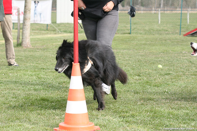 Flyball-NARCASTET-13-03-2010-00285