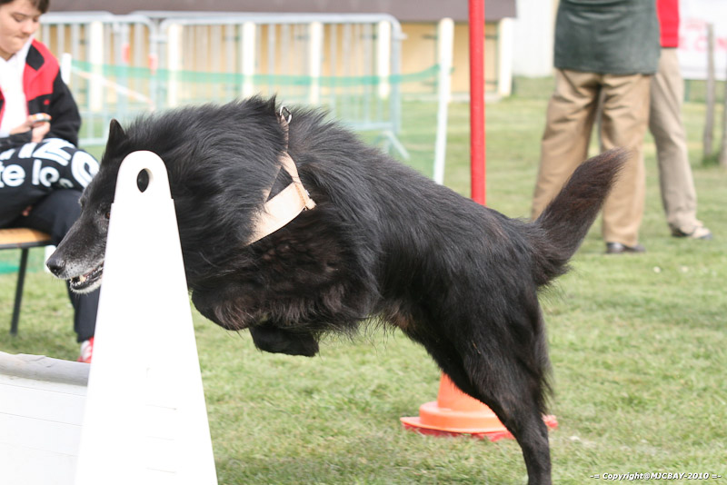 Flyball-NARCASTET-13-03-2010-00286