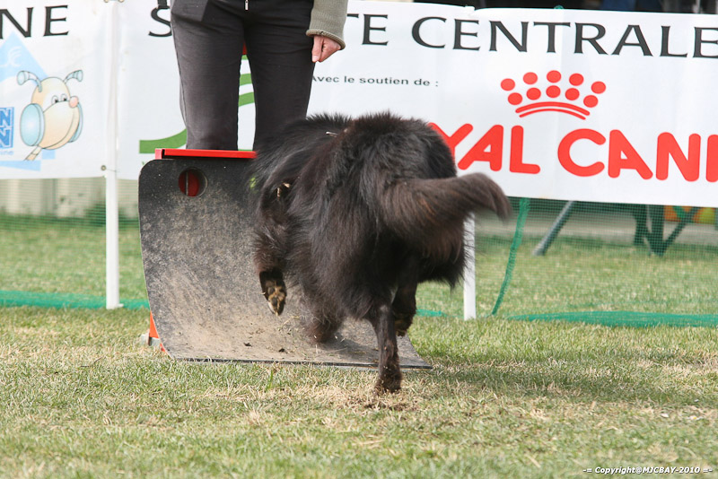 Flyball-NARCASTET-13-03-2010-00287
