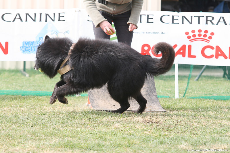 Flyball-NARCASTET-13-03-2010-00288