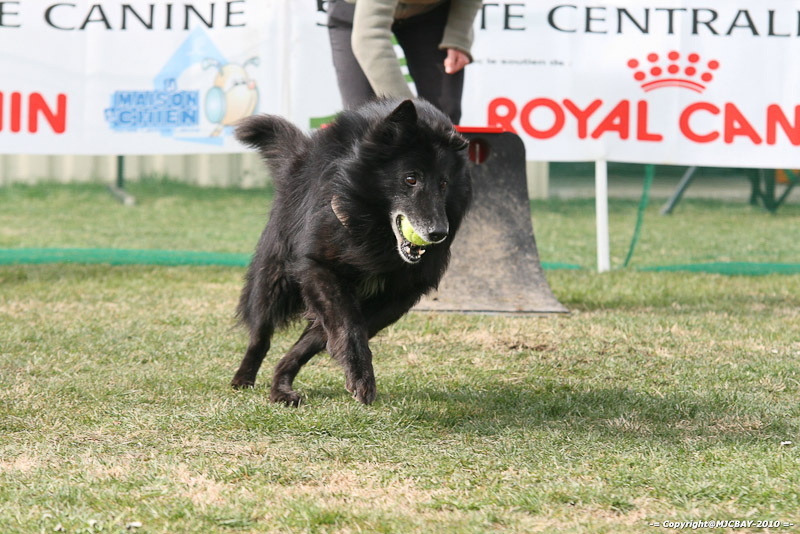 Flyball-NARCASTET-13-03-2010-00289