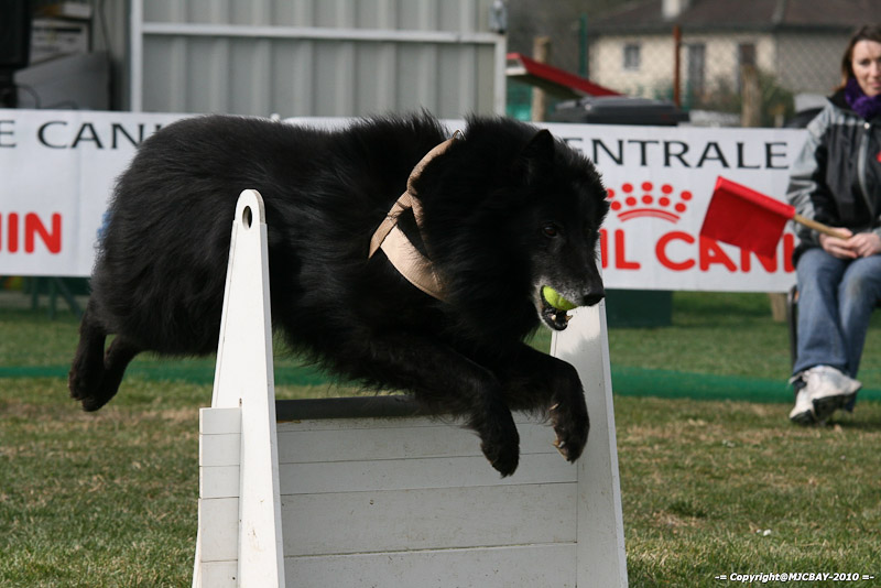 Flyball-NARCASTET-13-03-2010-00290