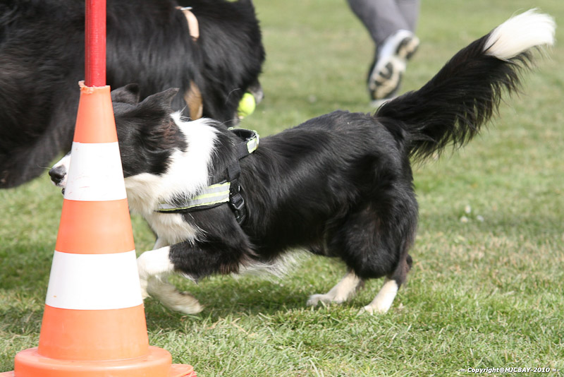Flyball-NARCASTET-13-03-2010-00291