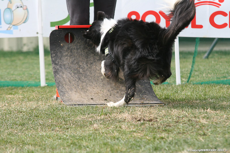 Flyball-NARCASTET-13-03-2010-00292