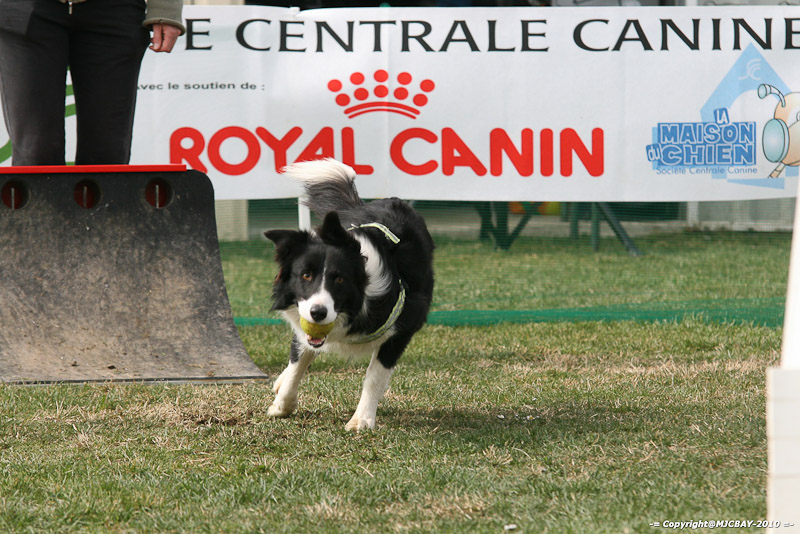 Flyball-NARCASTET-13-03-2010-00293