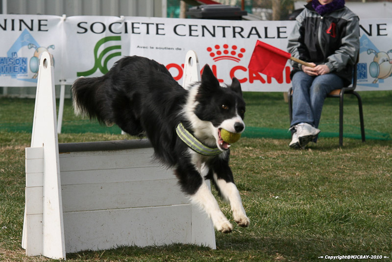 Flyball-NARCASTET-13-03-2010-00294