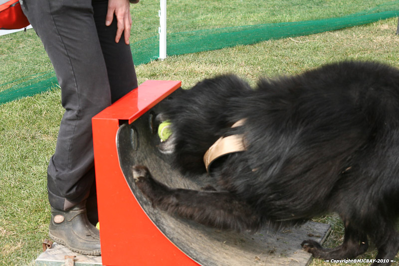 Flyball-NARCASTET-13-03-2010-00295
