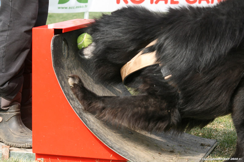 Flyball-NARCASTET-13-03-2010-00297