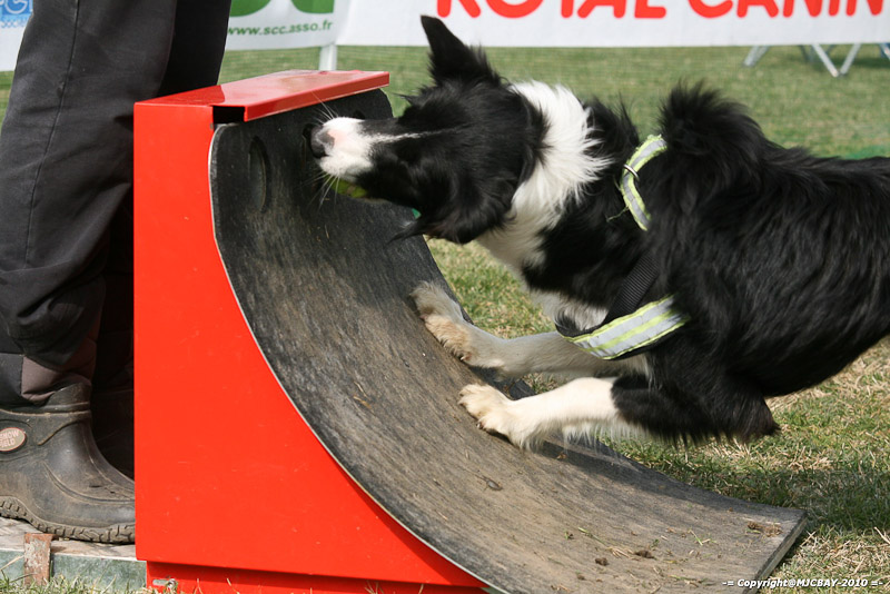 Flyball-NARCASTET-13-03-2010-00299