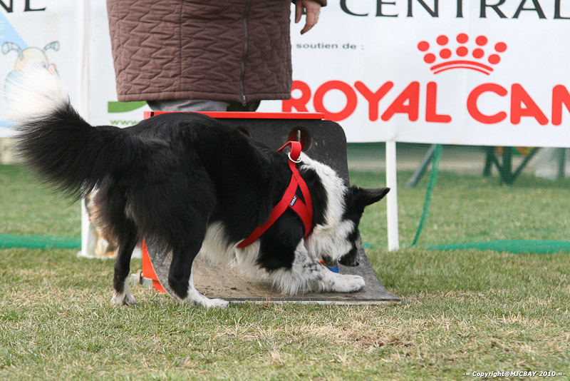 Flyball-NARCASTET-13-03-2010-00305