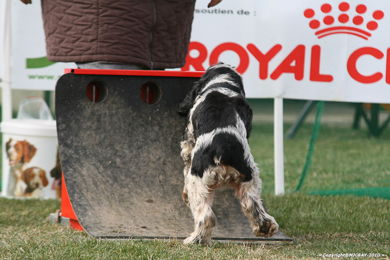 Flyball-NARCASTET-13-03-2010-00307