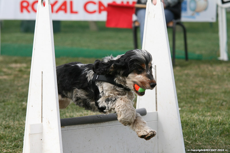 Flyball-NARCASTET-13-03-2010-00308