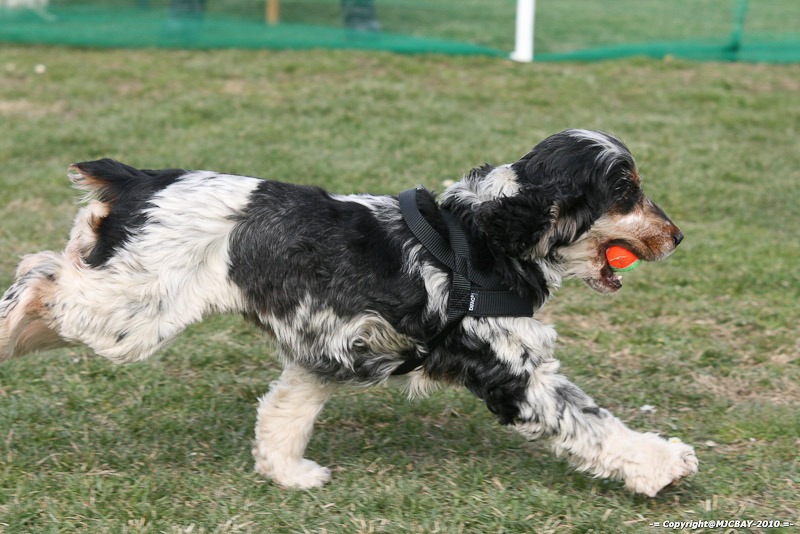 Flyball-NARCASTET-13-03-2010-00309