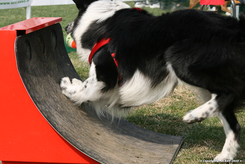 Flyball-NARCASTET-13-03-2010-00310