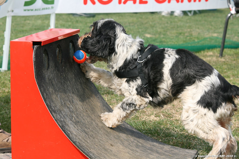 Flyball-NARCASTET-13-03-2010-00314